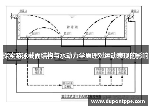 探索游泳截面结构与水动力学原理对运动表现的影响